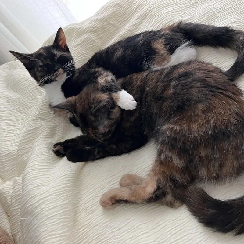 Mirabelle and Joelle thumbnail 6