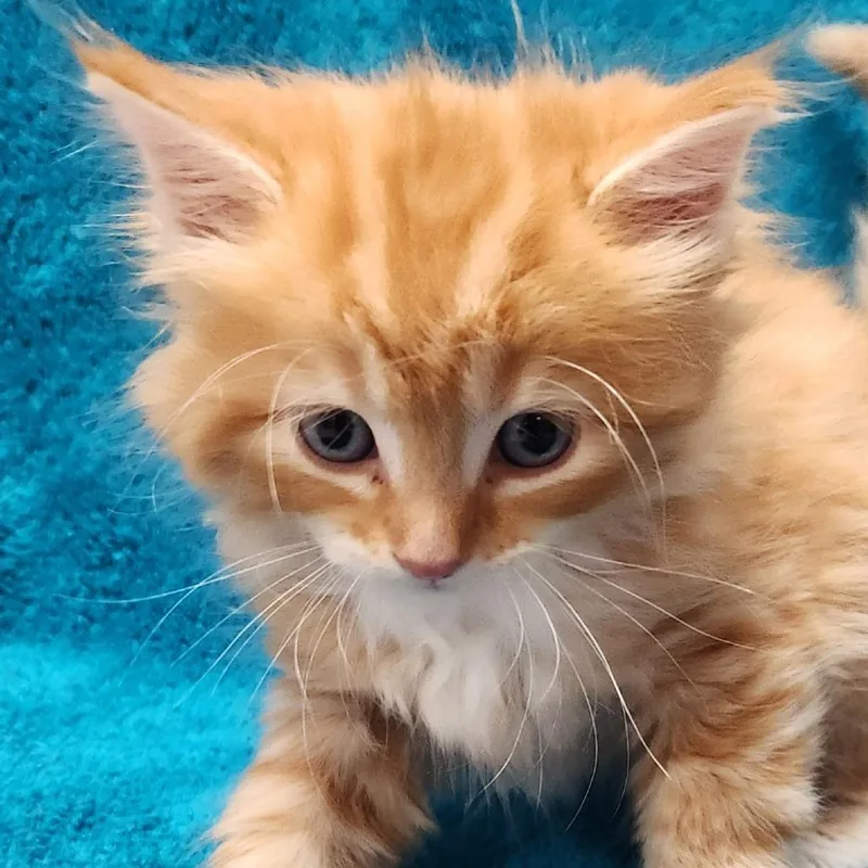 A baby small-sized female Orange / Red Domestic Long Hair cat named Francesca for adoption in Brighton, MO