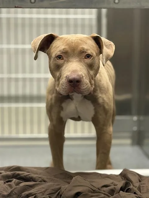 A young large-sized male Mixed Breed dog named Rocket for adoption in Dallas, TX