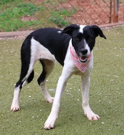 A young small-sized female Mixed Breed dog named Pepper for adoption in Athens, GA