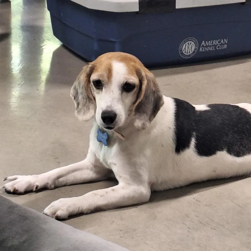 An adult small-sized female Beagle dog named Phoebe for adoption in Daphne, AL