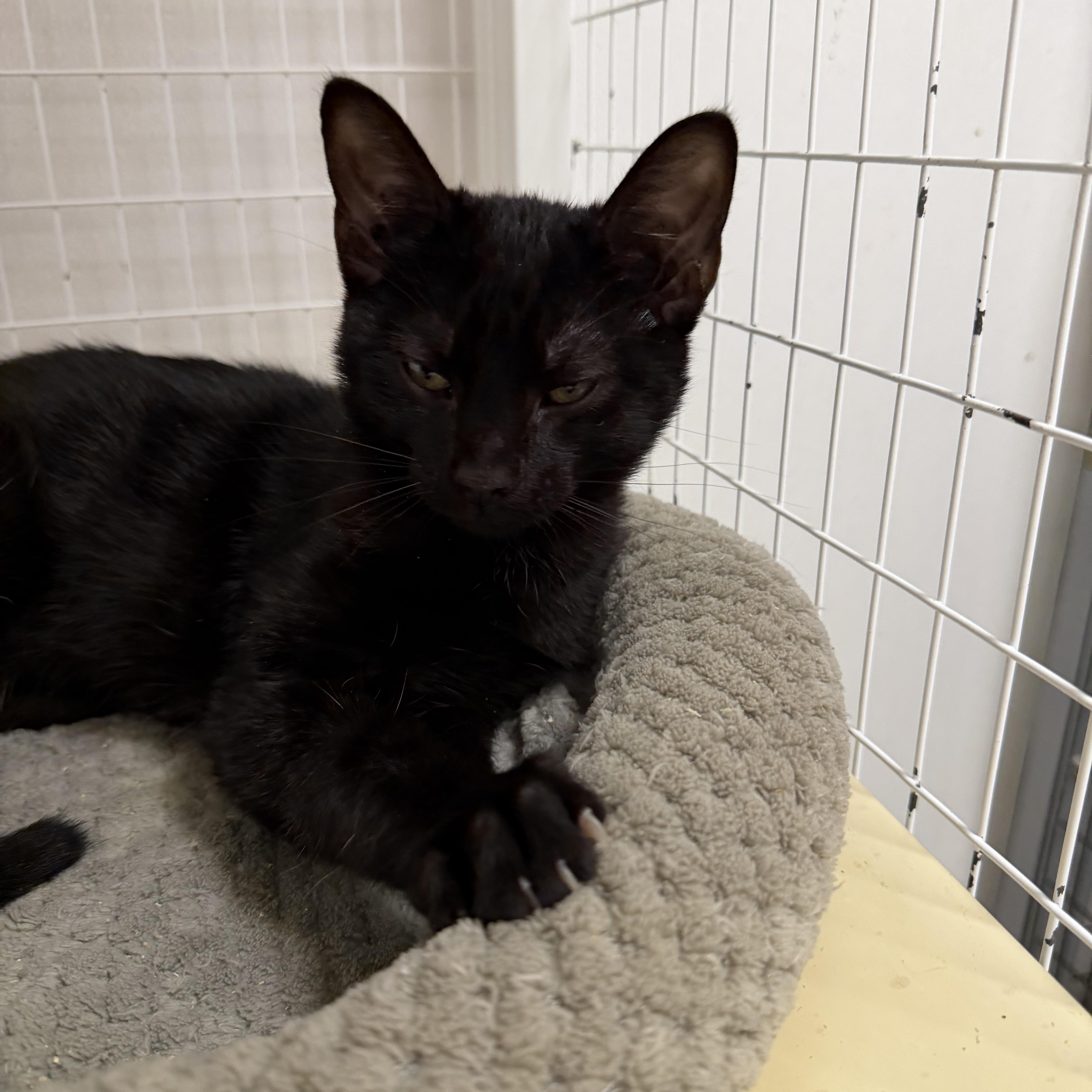 A young medium-sized male Black Domestic Short Hair cat named Dan for adoption in Senatobia, MS