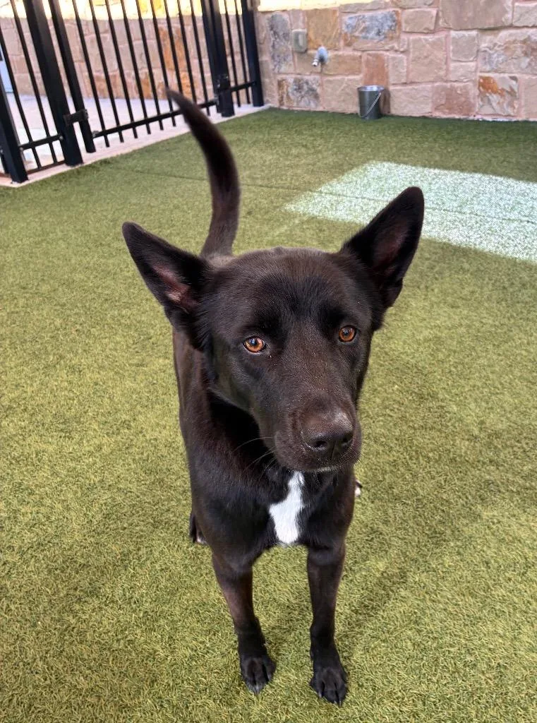 An adult large-sized female German Shepherd Dog dog named Molly for adoption in Seguin, TX