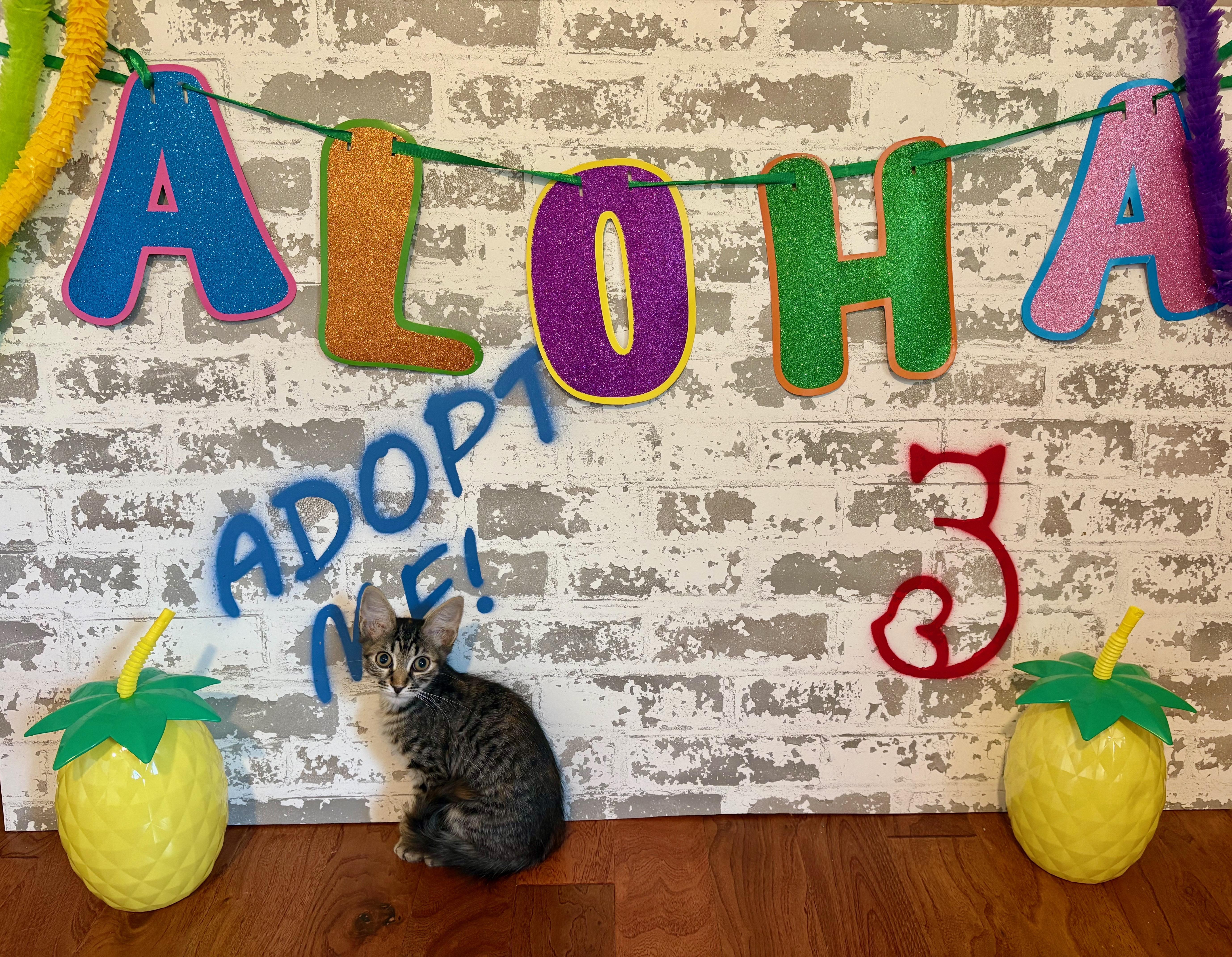 A baby medium-sized female Domestic Short Hair cat named Rocket for adoption in queen creek, AZ