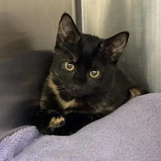 A baby medium-sized female Tortoiseshell Domestic Short Hair cat named Jamaica for adoption in Prince Frederick, MD