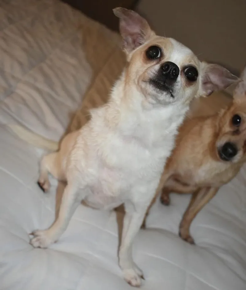 An adult small-sized female Chihuahua dog named Penny C. for adoption in Vancouver, WA