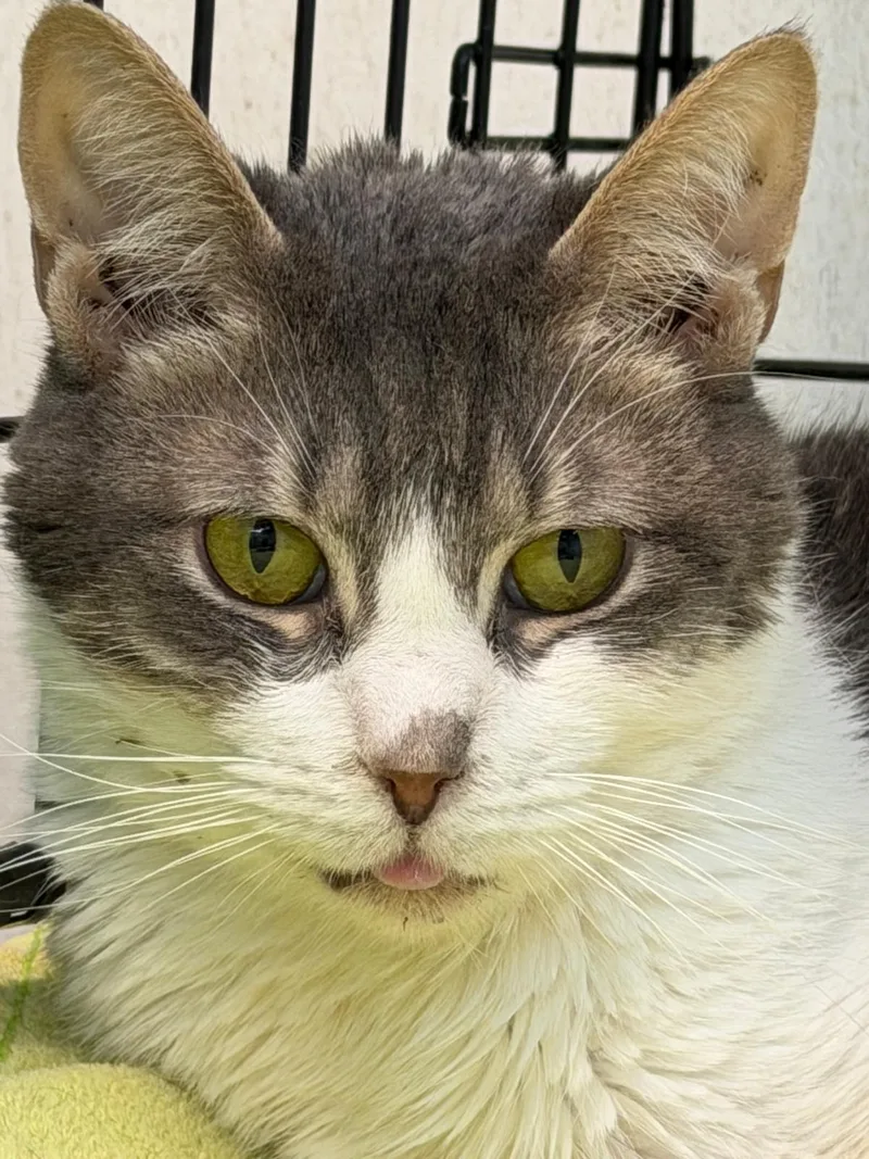 An adult medium-sized female American Shorthair cat named Lynn for adoption in Margate, FL