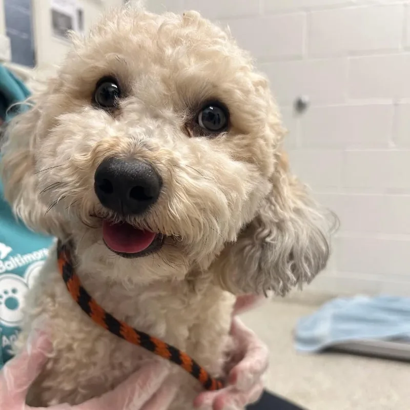 An adult small-sized male Brown / Chocolate Mixed Breed dog named Monolo for adoption in Rockville, MD