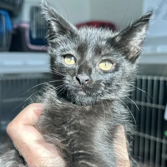 A baby small-sized female Black Domestic Short Hair cat named Gretchen for adoption in Matteson, IL