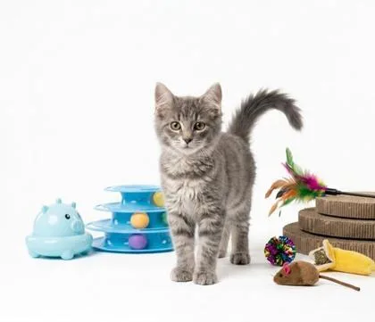 A baby small-sized female Domestic Medium Hair cat named Dottie for adoption in Cumming, GA