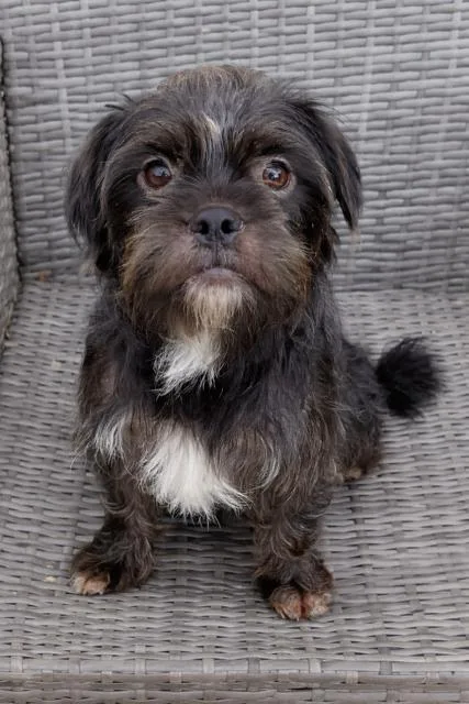 A young small-sized female Shih Tzu dog named Poppy for adoption in Lodi, CA