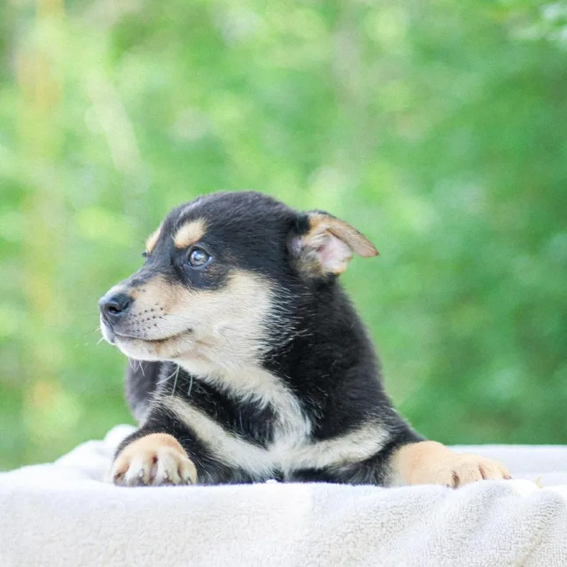 A baby medium-sized male Mixed Breed dog named Dr. Langdon for adoption in Groveland, MA