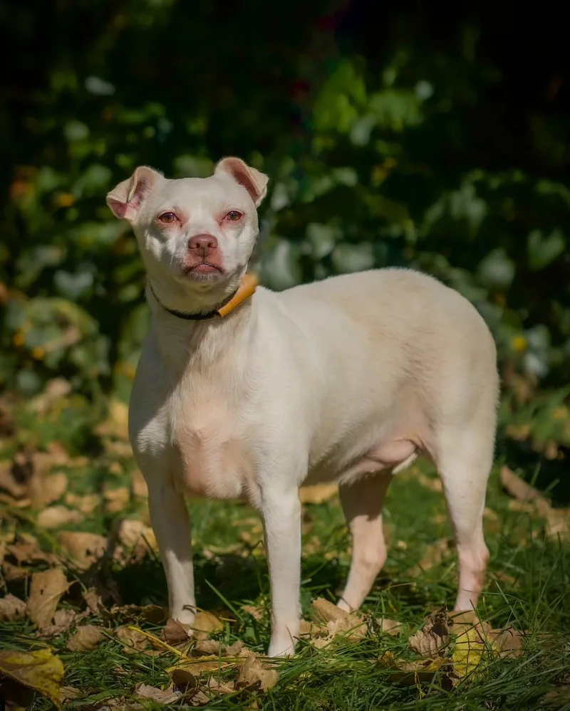 An adult medium-sized female Apricot / Beige Chihuahua dog named Madusa for adoption in Bridgeport, CT