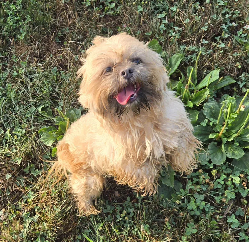 An adult small-sized male Yellow / Tan / Blond / Fawn Shih Tzu dog named Jumbo for adoption in Xenia , OH