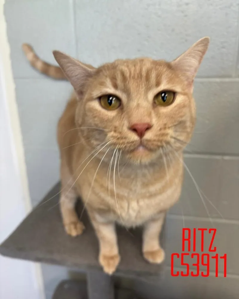 An adult large-sized male Domestic Short Hair cat named Ritz for adoption in Clarksville, TN