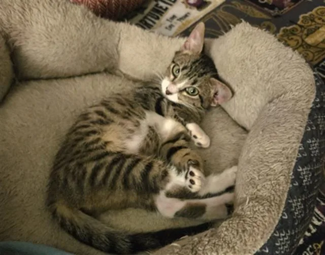 A baby small-sized female Domestic Short Hair cat named Holiday for adoption in San Antonio, TX
