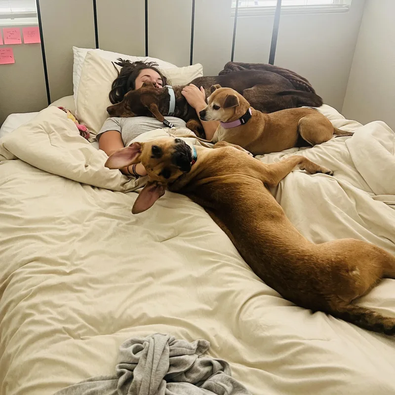 A young medium-sized male German Shepherd Dog dog named Archie for adoption in Sierra Madre, CA