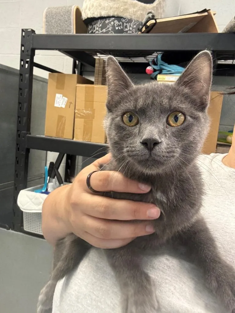 A baby small-sized male Domestic Short Hair cat named Goku for adoption in Mustang, OK