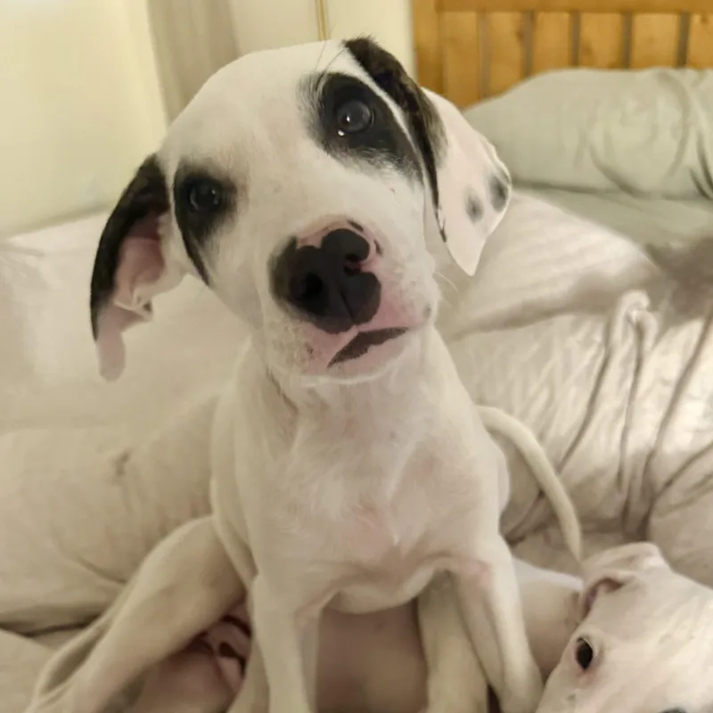 A baby medium-sized male White / Cream Hound dog named Patches for adoption in Myakka City, FL