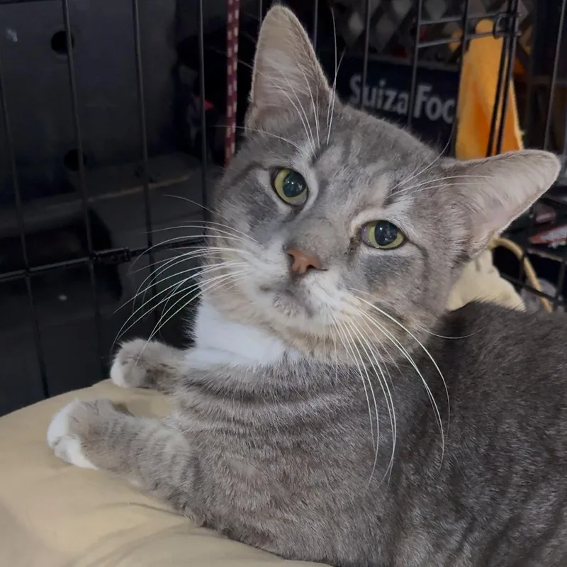 A young medium-sized male Tabby (Gray / Blue / Silver) Tabby cat named Tulum for adoption in Miami, FL
