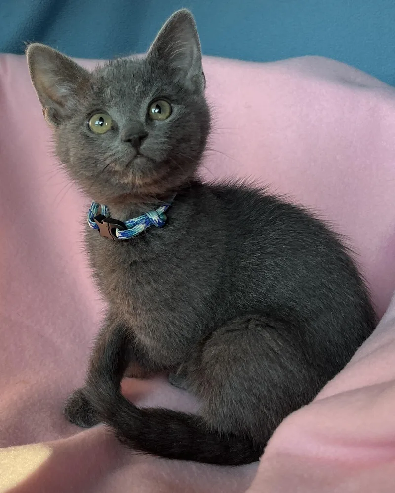A baby medium-sized female Russian Blue cat named Kira for adoption in Lyle, WA