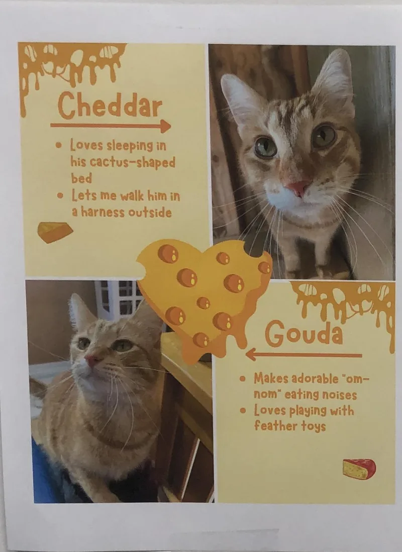 An adult medium-sized male Orange & White Domestic Short Hair cat named Two Cheesy Boys Need for adoption in Marysville, WA