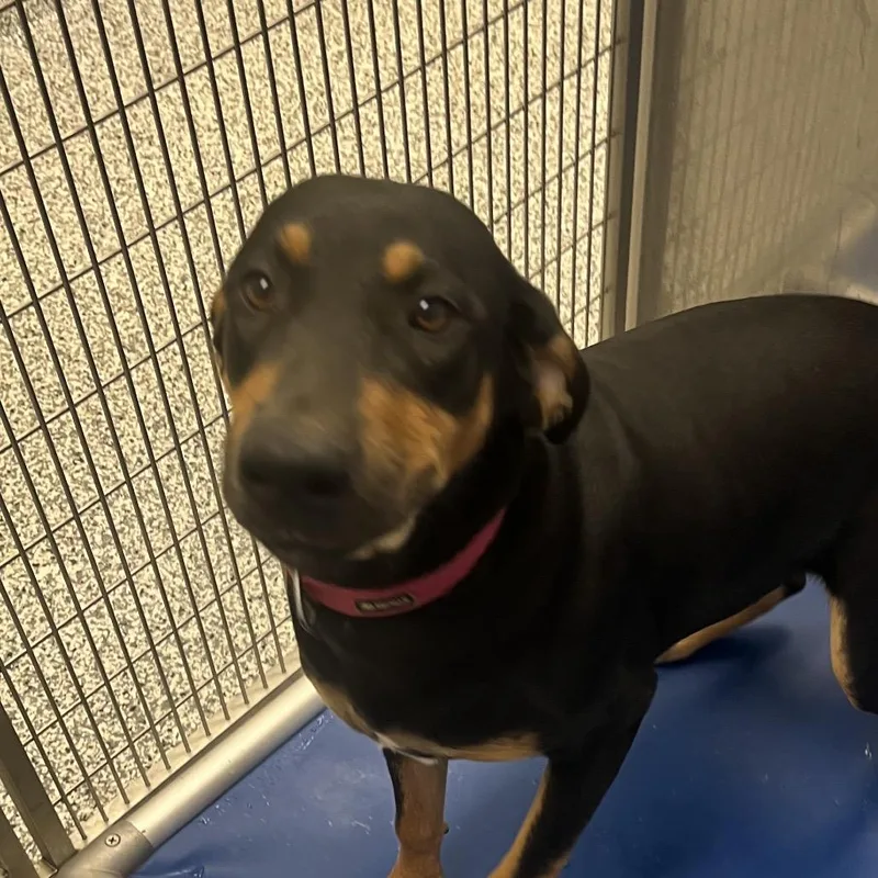 A young large-sized female Brown / Chocolate Bluetick Coonhound dog named Teeny for adoption in Madisonville, TN