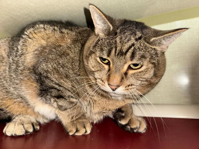 A senior small-sized female Domestic Short Hair cat named Sophie for adoption in Marion, OH