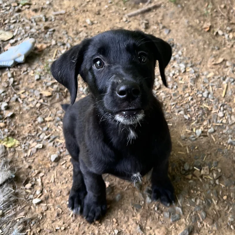 A baby medium-sized female Black Labrador Retriever dog named Melody Monopoly for adoption in Andover, MA