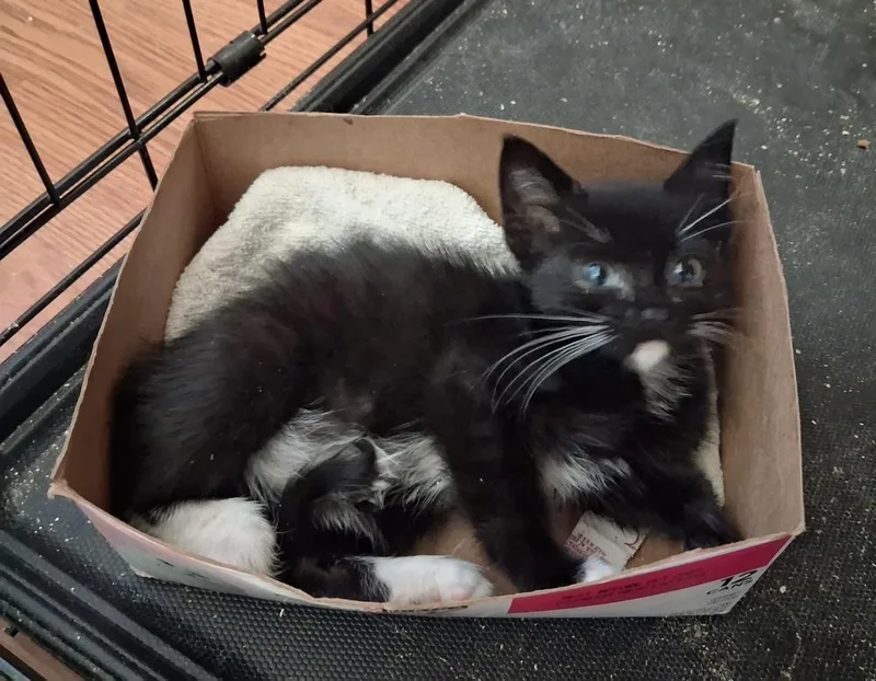 A baby small-sized male Black & White / Tuxedo Domestic Medium Hair cat named Willoughby for adoption in Greensboro, NC