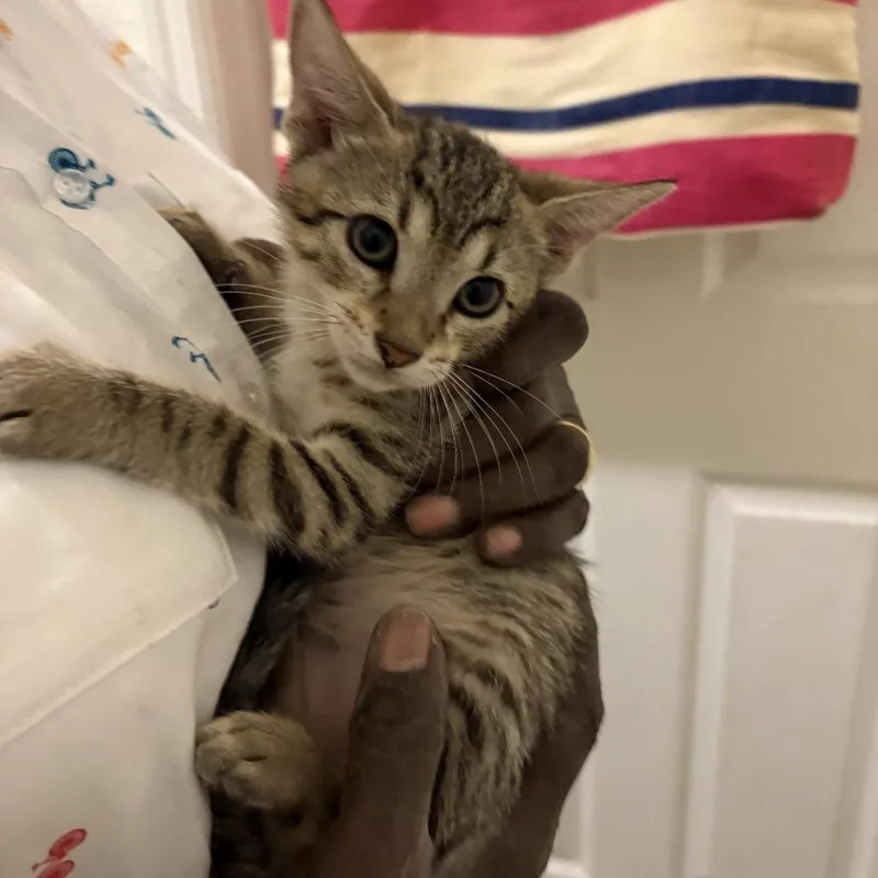 A baby medium-sized male Brown / Chocolate Domestic Short Hair cat named Legend for adoption in Hamburg, NY