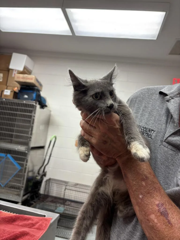 A baby medium-sized male Domestic Short Hair cat named Carson for adoption in Warrenton, NC