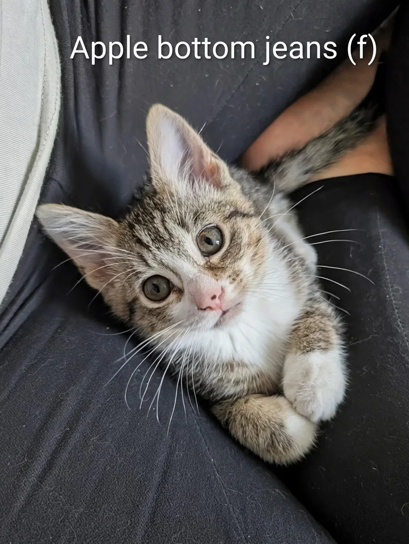A baby medium-sized female Tabby (Brown / Chocolate) Domestic Short Hair cat named Apple Bottom Jeans for adoption in Woodlawn, TN