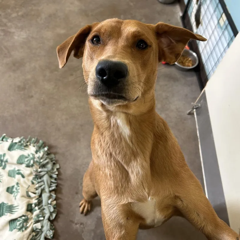 An adult medium-sized female Red / Chestnut / Orange Rhodesian Ridgeback dog named Nala for adoption in Flagstaff, AZ