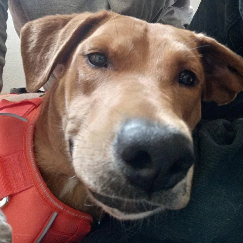 Nala thumbnail 3