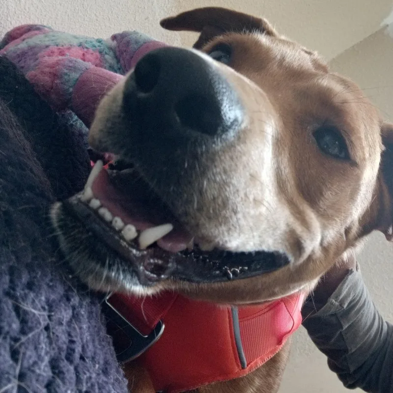 Nala thumbnail 4