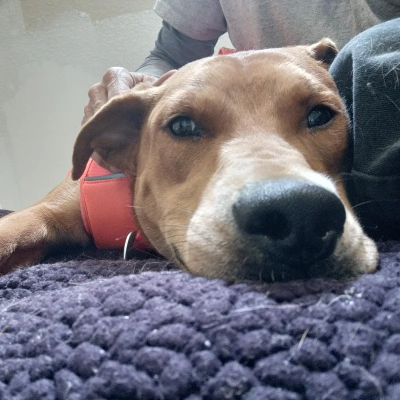 Nala thumbnail 6