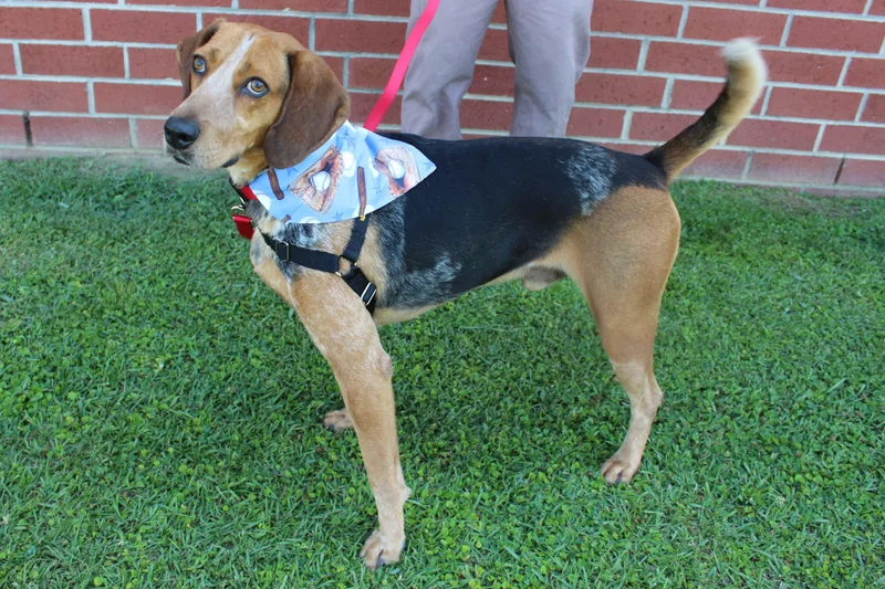 An adult medium-sized male Black Treeing Walker Coonhound dog named Yankee for adoption in Burgaw, NC