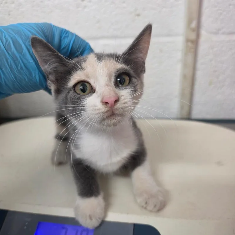 A baby small-sized female Gray / Blue / Silver Domestic Short Hair cat named Maggie for adoption in Edinburg, TX