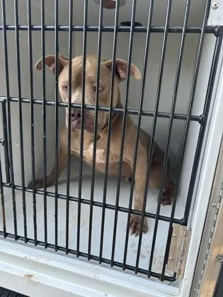 An adult medium-sized male Pit Bull Terrier dog named John Street for adoption in Atlanta, GA