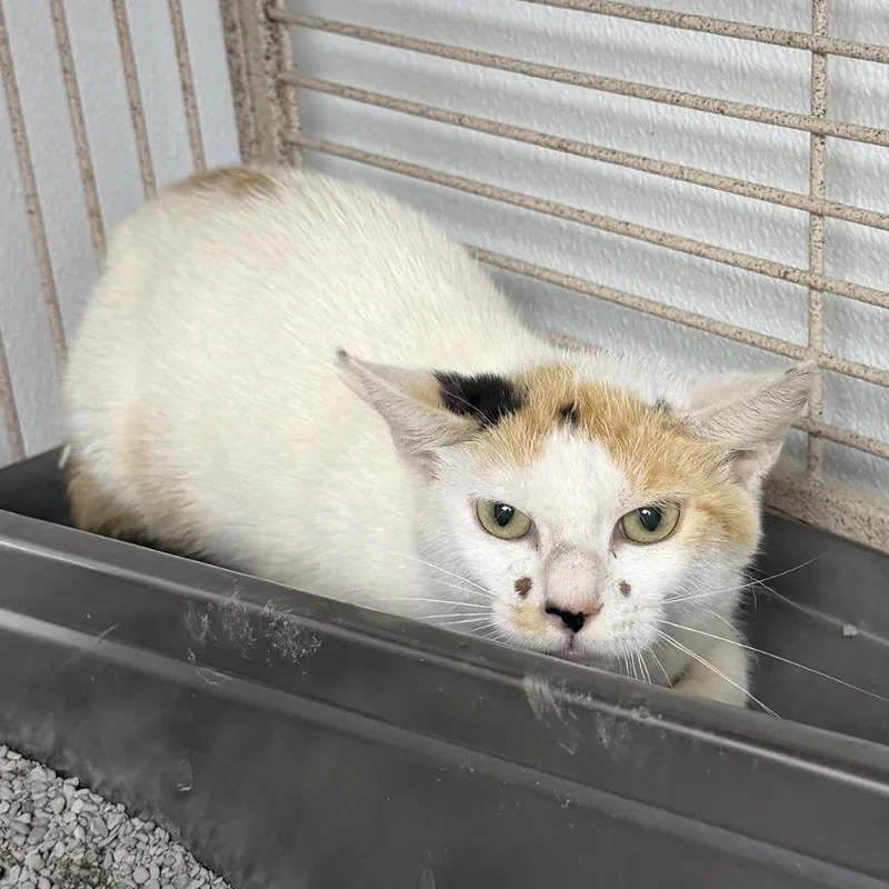 A young small-sized female White Domestic Short Hair cat named Keke for adoption in Blairsville, GA