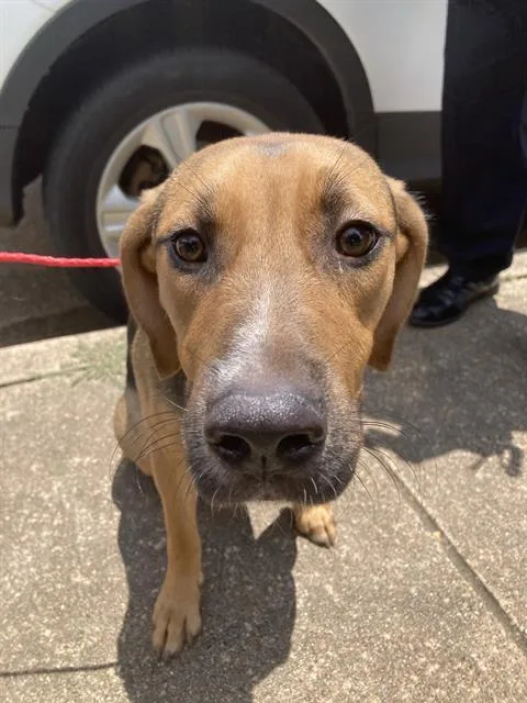 A young large-sized male Mixed Breed dog named Kahzi for adoption in Dallas, TX
