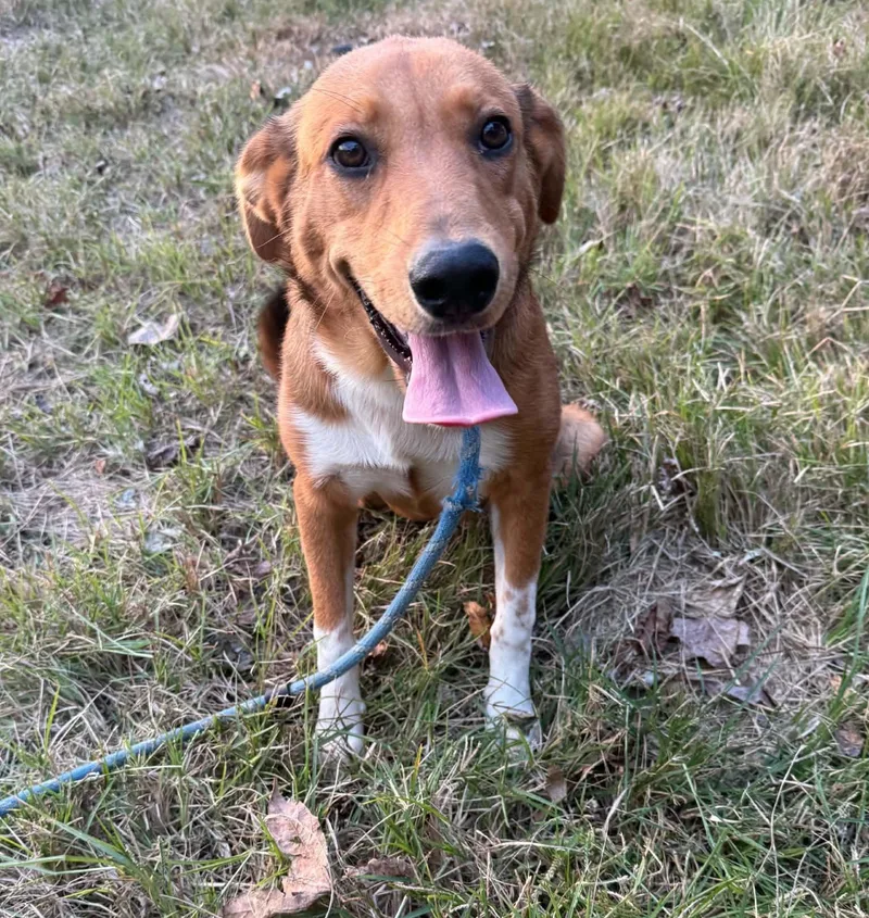 A young medium-sized female Red / Chestnut / Orange Labrador Retriever dog named Rumi for adoption in Homer Glen, IL