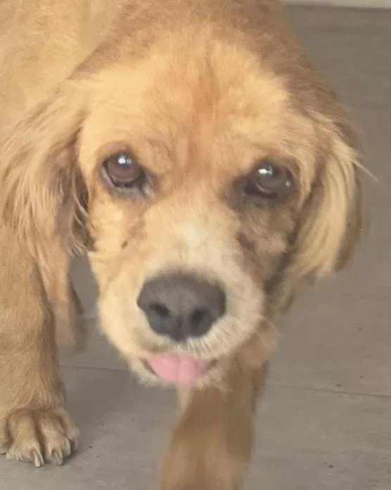 An adult small-sized male Brown / Chocolate Cocker Spaniel dog named Andy for adoption in Jamestown, CA