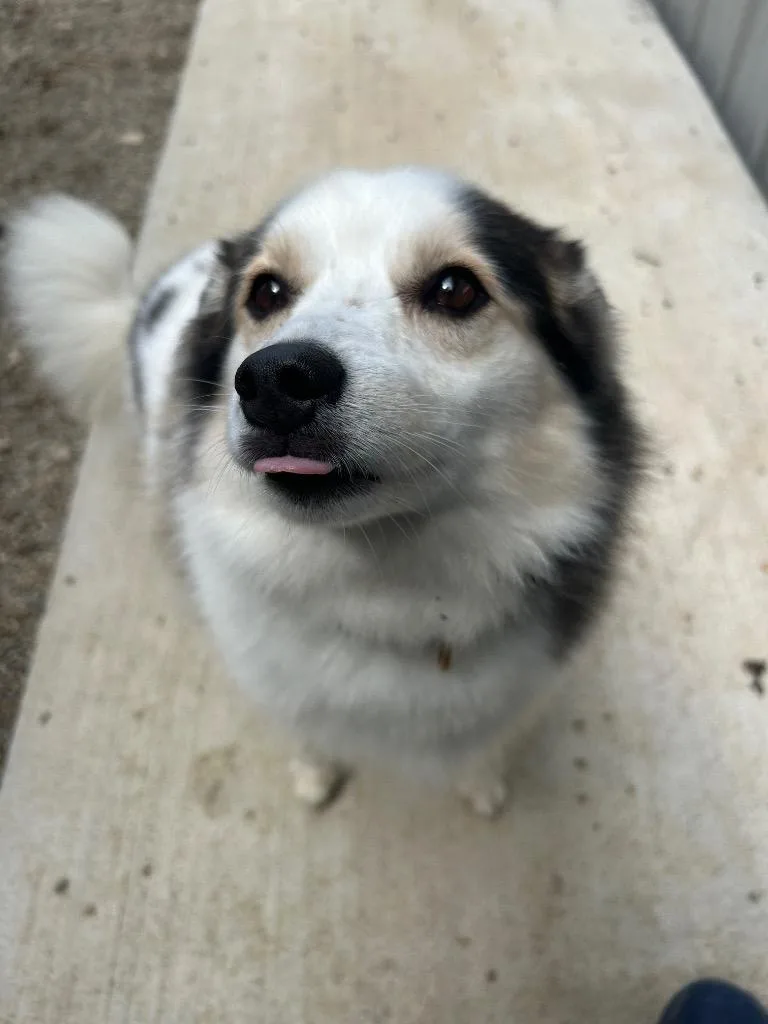 An adult medium-sized female Pomeranian dog named Gabby for adoption in Huntington, IN