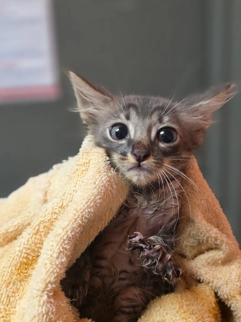 A baby small-sized male Domestic Short Hair cat named Centipede for adoption in Rockport, TX
