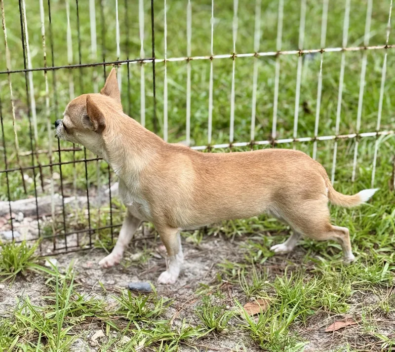 Basil