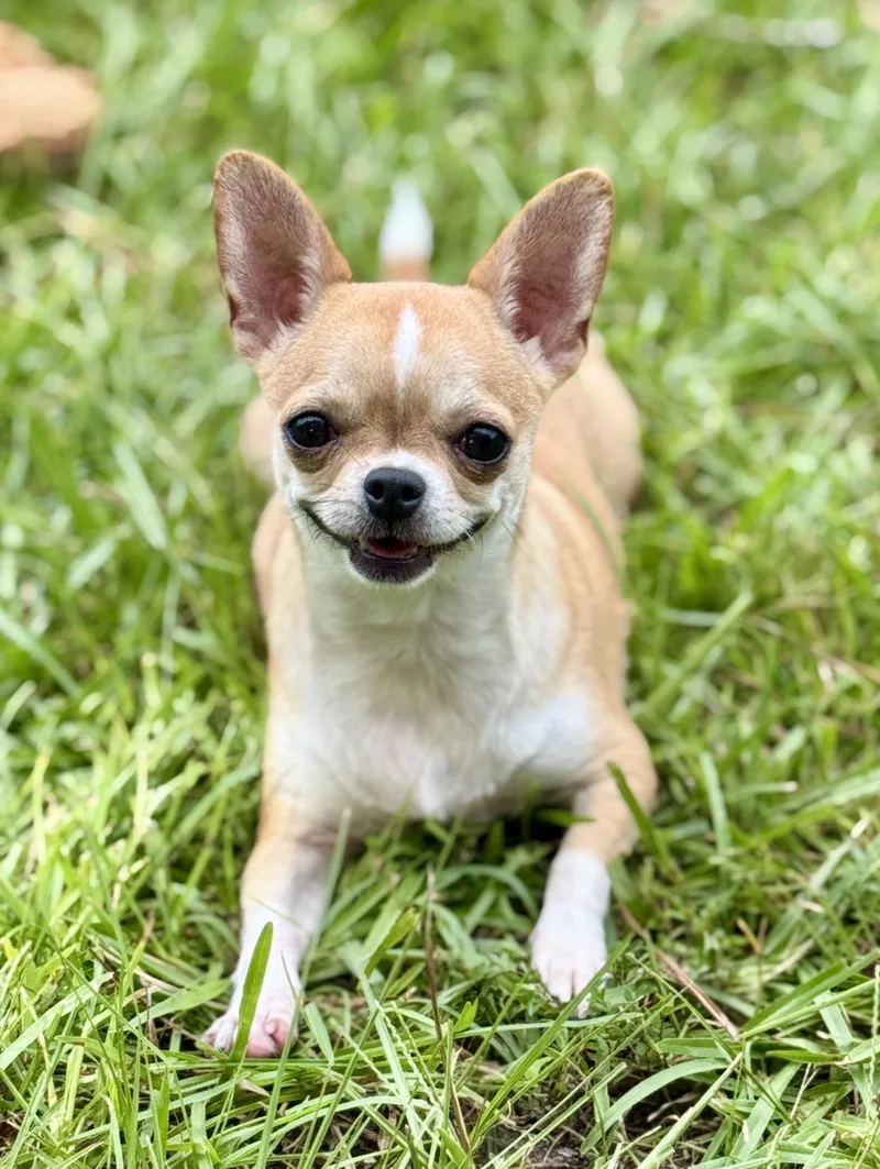 Basil thumbnail 3