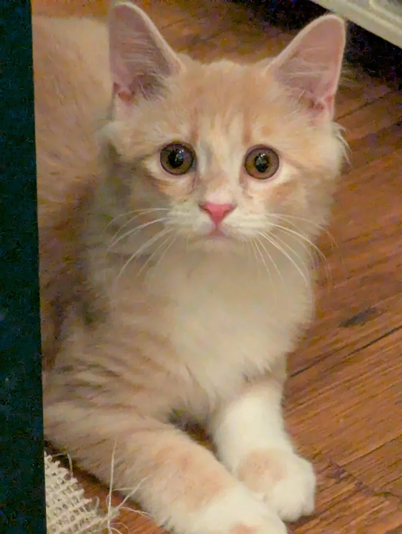 A young medium-sized male Tabby (Orange / Red) Domestic Long Hair cat named Little Peach for adoption in Louisville, KY