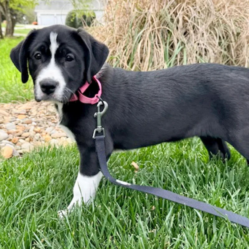 A baby medium-sized female Tricolor (Brown, Black, & White) Labrador Retriever dog named Nikki for adoption in Albany, NY